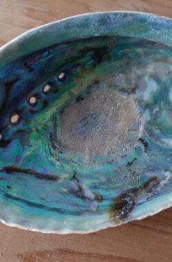 Abalone smudge schelp – parelmoer – 13-15 cm