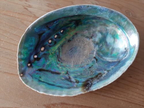 Abalone smudge schelp - parelmoer - 13-15 cm